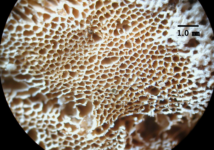 Potete confermare Trametes pubescens? foto 5810
